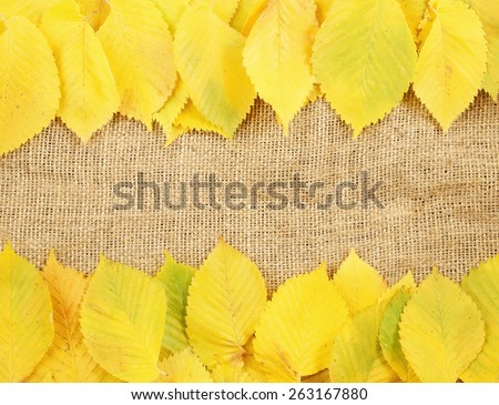Yellow elm leaves on sack background