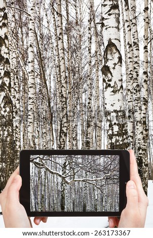 travel concept - tourist takes picture of snow covered branch and birch woods in winter on smartphone,