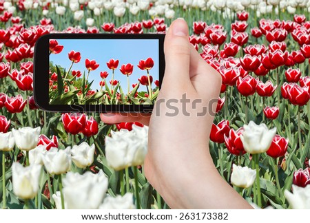 photographing flower concept - tourist takes picture of meadow of red and white ornamental tulips on smartphone,