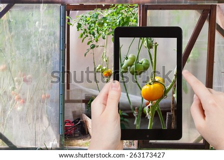 travel concept - tourist takes picture of green tomatoes on bush inside greenhouse on smartphone,