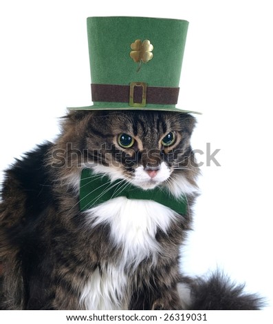 Irish cat with leprechaun hat