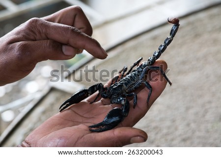 Black scorpion on male hand