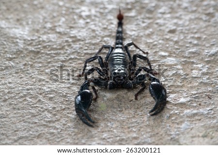 Black scorpion crawling
