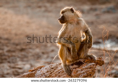 A baboon acts as the lookout for the group as he sits on a wooden stump during the late afternoon, with the low sun creating a glow around his body.