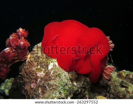 Beautiful red Spanish Dancer nudibranch at night