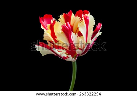 Amazing "Flaming parrot" tulip, floral wallpaper