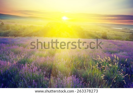 Lavender field in the early morning sun on a background with rays of the rising sun. Vintage composition