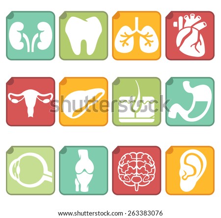 Human  internal organs. Vector icons