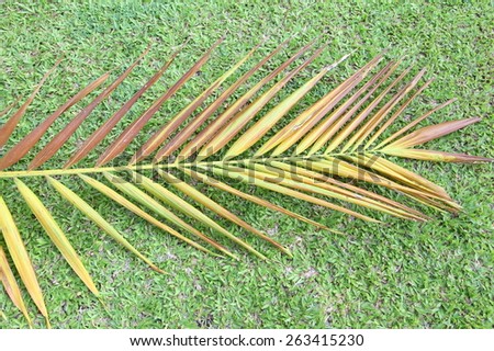 Coconut leavesreal on green grass background