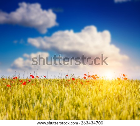 Wheat field ripening in a sunny day. White fluffy clouds. Ukraine, Europe. Beauty world. 