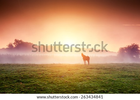 Arabian horses grazing on pasture at sundown in orange sunny beams. Dramatic foggy scene. Carpathians, Ukraine, Europe. Beauty world. Retro style filter. Instagram toning effect.