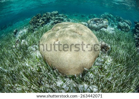 A brain coral grows in shallow water in the Caribbean Sea off the coast of Belize. This type of coral grows very slowly.