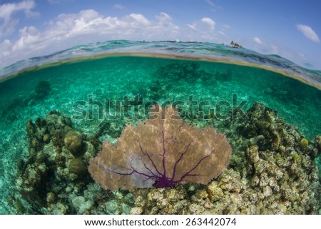 A purple gorgonian exists on a shallow coral reef on Turneffe Atoll in Belize. This beautiful and common Caribbean sea fan catches planktonic organisms that drift in oceanic currents. Royalty-Free Stock Photo #263442074