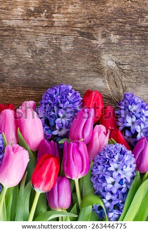fresh blue hyacinth and  tulip flowers  on wooden background with copy space