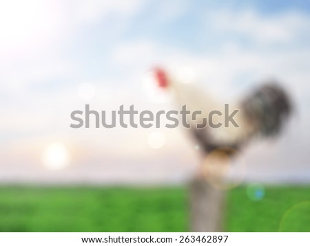 Cock against the morning sky,abstract blur background for web design,colorful, blurred,texture, wallpaper,illustration