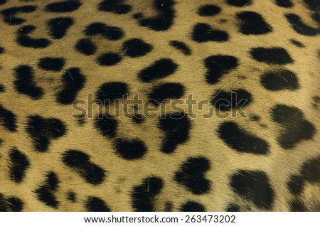 Jaguar fur pattern