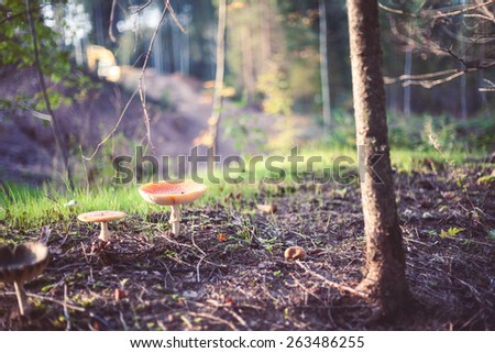 Closeup picture of amanita poisonous with red cap in wild forest in Latvia. Unedible mushroom growing in nature. Botanical photography.  