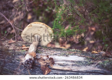 Closeup picture of Leccinum aurantiacum with orange cap growing in wild forest in Latvia. Edible mushroom growing in nature. Botanical photography.  
