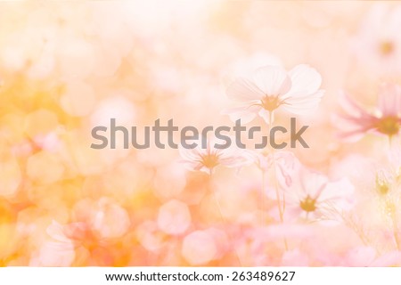 Blurred of abstract. Sweet color cosmos flowers in bokeh texture soft blur for background with pastel vintage retro style.