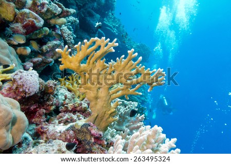 coral reef with fire coral at the bottom of tropical sea on blue water background - underwater