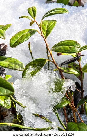 First young small bilberry bush sprouting out through the snow in spring. Outdoors close-up.