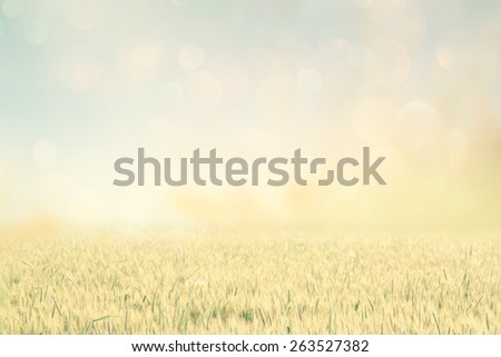 abstract photo of wheat field and bright sky