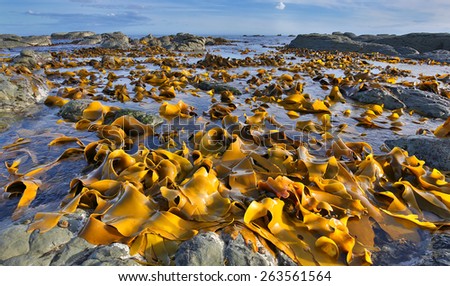 Kelp Bed at Low Tide - Coastline near Kaikoura, New Zealand Royalty-Free Stock Photo #263561564