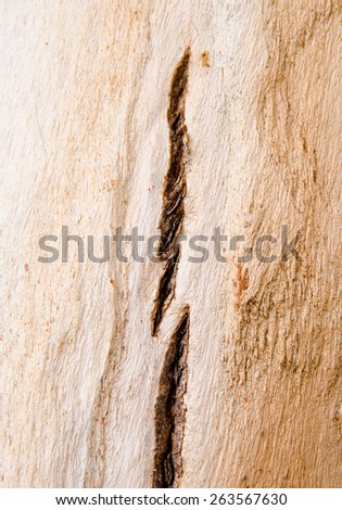 Rough textural image of a tree trunk surface suitable for a desktop or wallpaper background or for textural use in a grunge setting.