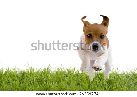 Jack Russell Terrier puppy jumping on meadow, isolated on white background Royalty-Free Stock Photo #263597741