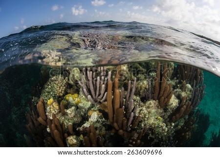 Corals grow in shallow water near Turneffe Atoll off the coast of Belize. This beautiful area is  popular among scuba divers, snorkelers, and recreational fishermen. Royalty-Free Stock Photo #263609696