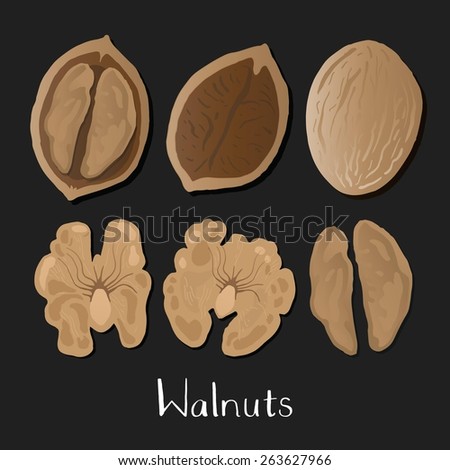 Walnuts illustration set