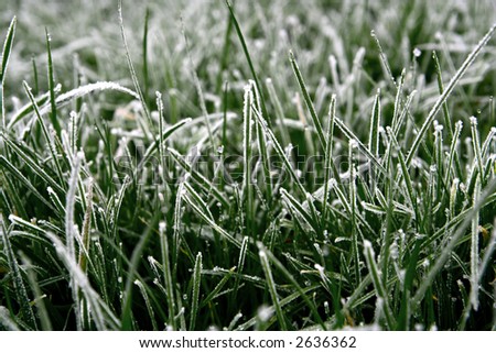 Close up of frosted blade of grass.
