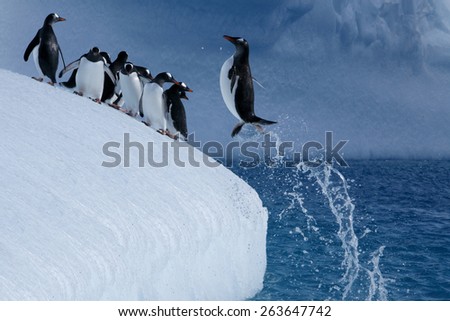 Penguins jumping back to the iceberg in Antarctica. 2020, January. Antarctica