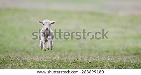 cute lambs on field in spring Royalty-Free Stock Photo #263699180