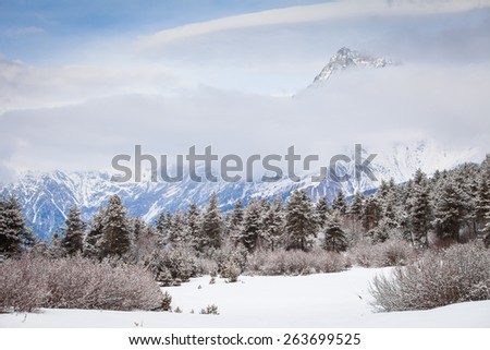 Coniferous forest in the snow at foot of mountain