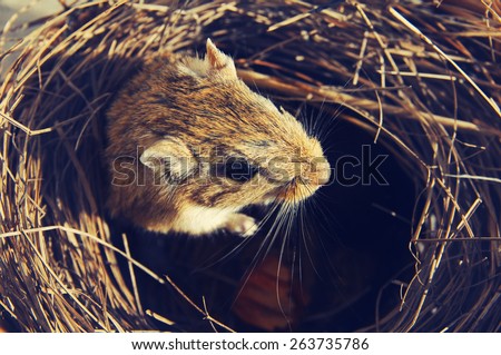 Mongolian gerbils in a nest from a dry grass