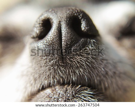 close up of a chihuahua's mouth and nose (very shallow depth of field) 