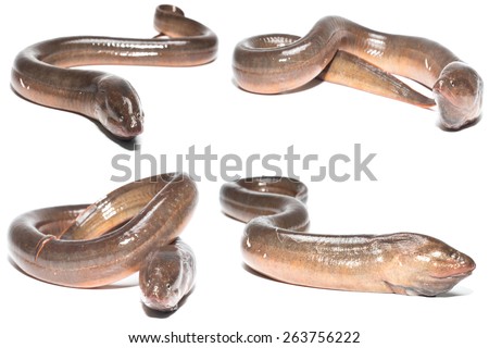 Fresh thailand eel on white background Royalty-Free Stock Photo #263756222