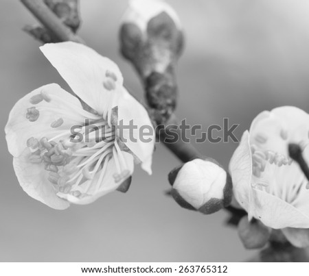 apricot flowers on the branch