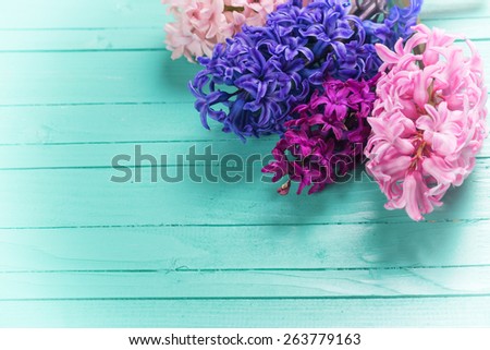Background with fresh pink, violet, blue hyacinths on green wooden planks. Selective focus. Place for text.