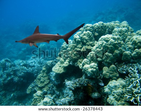 Scalloped Hammerhead Shark (Sphyrna lewini) swimming over reef