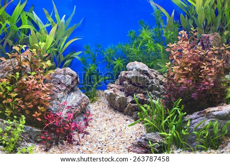 A green beautiful planted tropical freshwater aquarium.