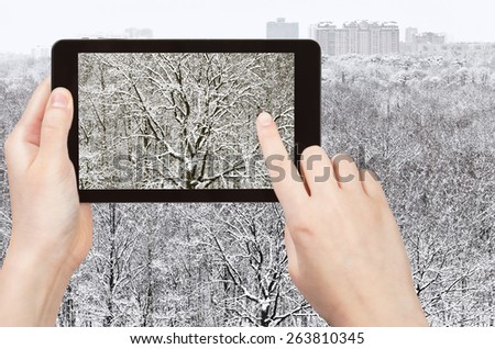 travel concept - tourist takes picture of snow-bound oak in forest after winter snowfall on smartphone,