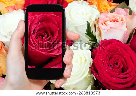 photographing flower concept - tourist takes picture of fresh wet red rose close up on smartphone,