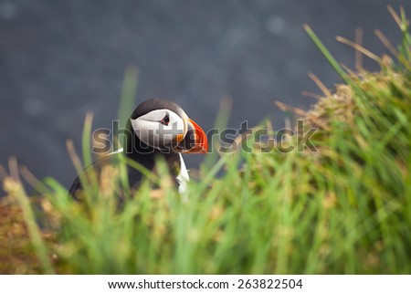 Beautiful Summer Picture of Icelandic Horned Puffin In Iceland, Latrabjarg cape