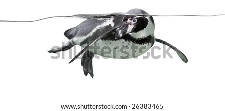 penguin swimming in front of a white background