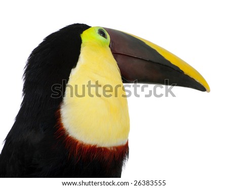 Chestnut-mandibled Toucan or Swainsons Toucan - Ramphastos swainsonii (3 years)  in front of a white background