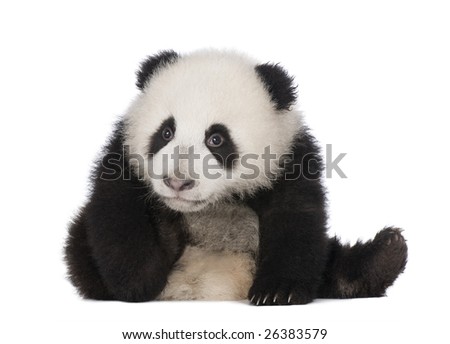 Giant Panda (4 months) - Ailuropoda melanoleuca in front of a white background