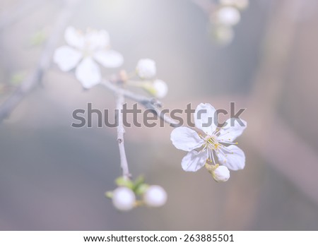 Pastel colored photo of tree blossoms in sunset. Soft focus, small depth of field photo.