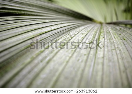 Close up of wild palm leaf creating a background style pattern
